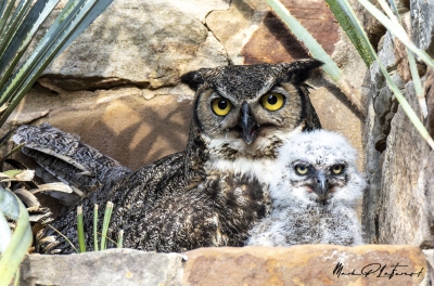 Athena Great Horned Owl 2025
